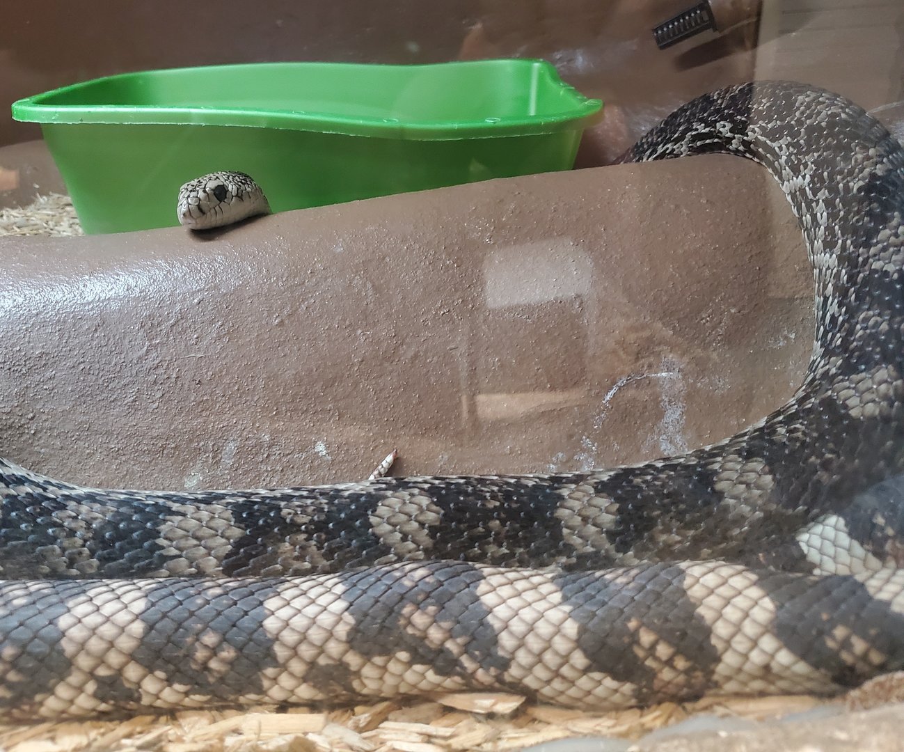 MODS - Florida Pine Snake