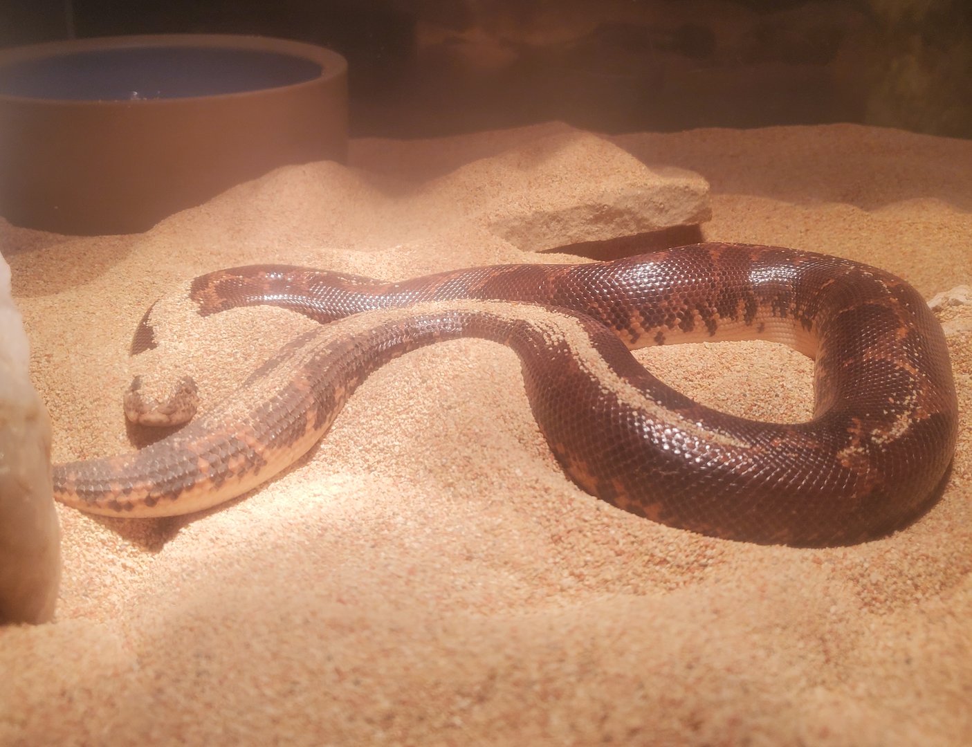 MODS - Kenyan Sand Boa