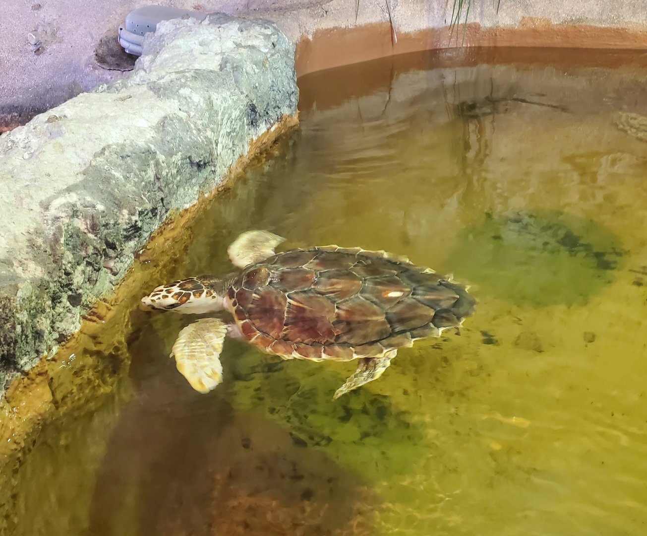 MODS - Loggerhead Sea Turtle