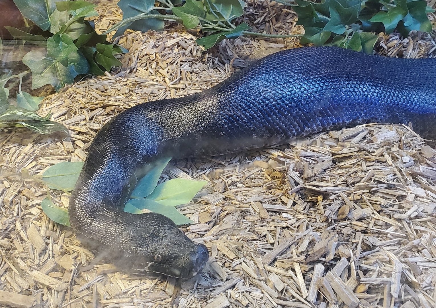 MODS - Short-tailed Python