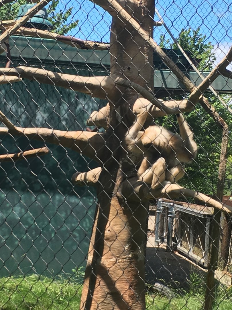 Moe | Henry Vilas Zoo