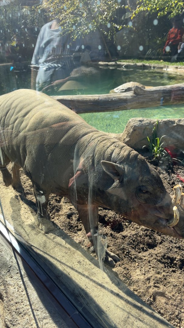 Moe the Babirusa
