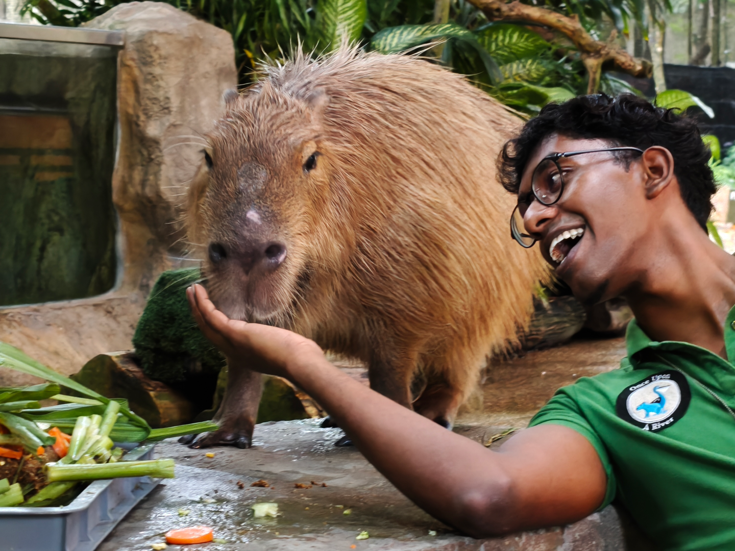 Moe the Capybara (Hydrochoerus hydrochaeris)