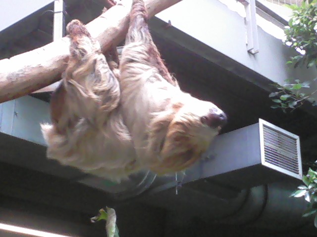 Moe the female Linnaeus's two-toed sloth
