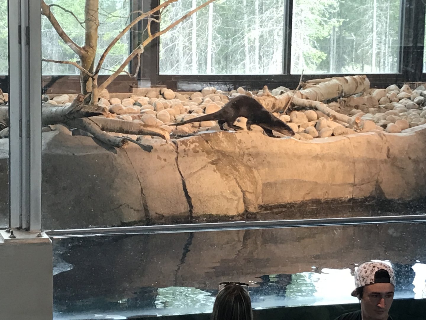 Moe the North American River Otter