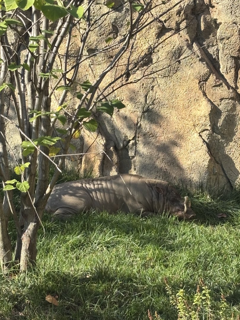 Moe the North Sulawesi Babirusa