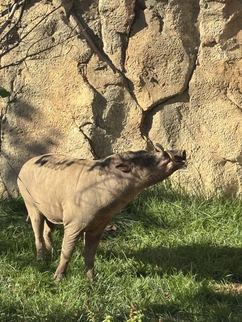Moe the North Sulawesi Babirusa