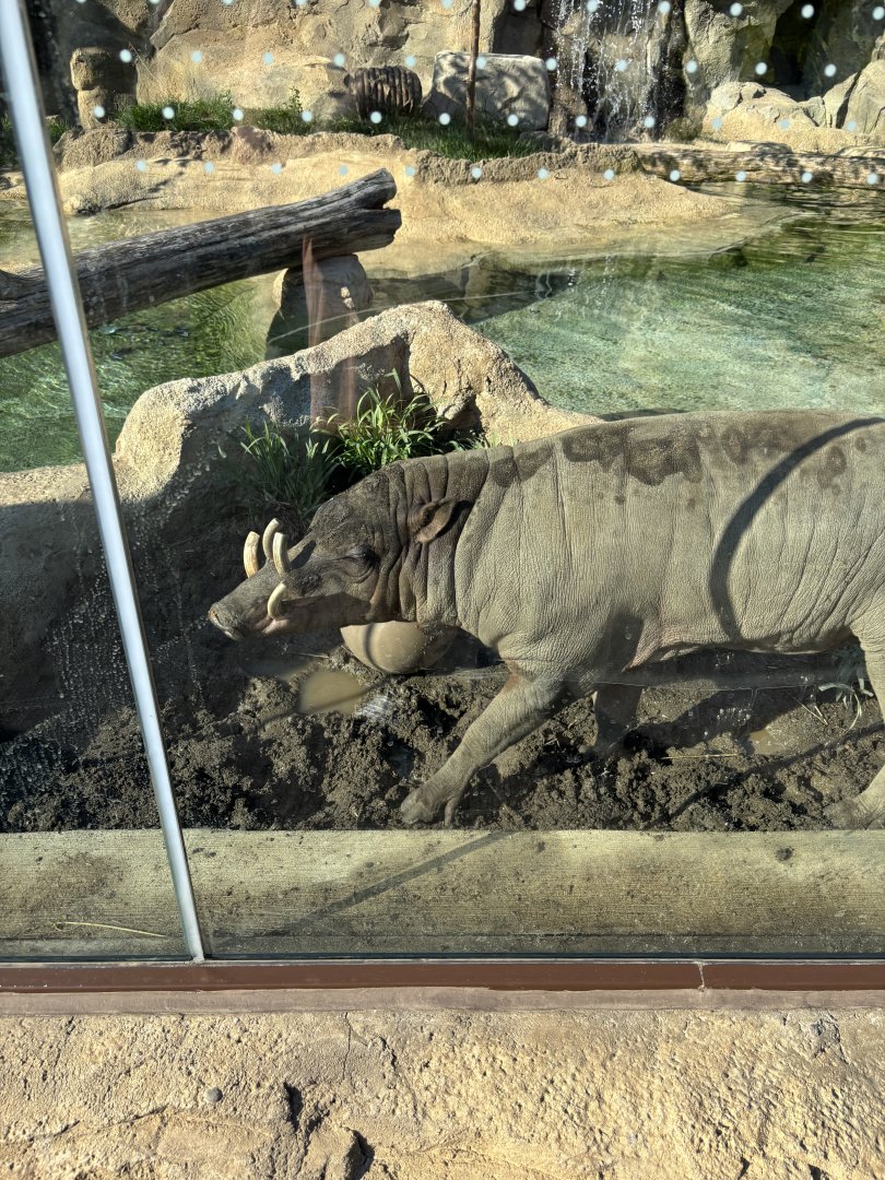 Moe the North Sulawesi Babirusa