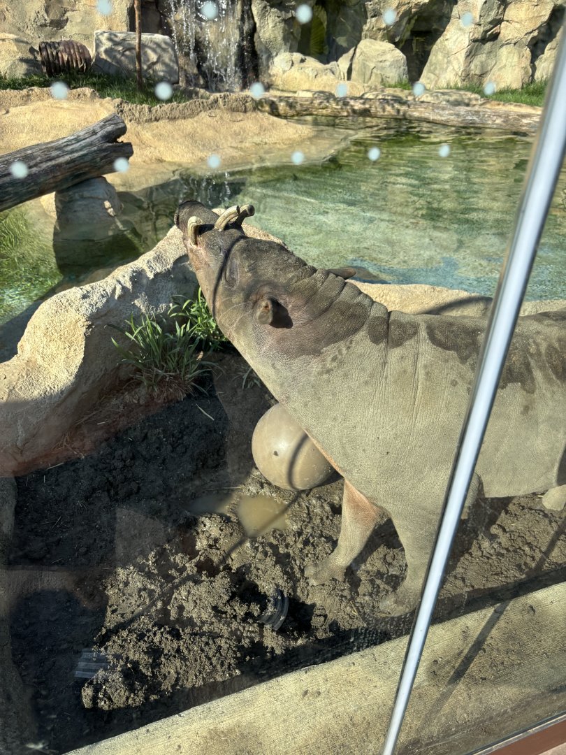 Moe the North Sulawesi Babirusa