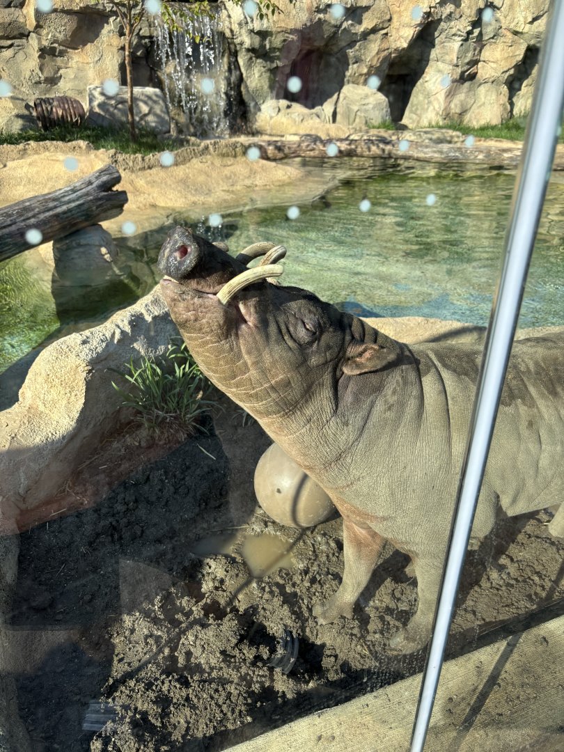 Moe the North Sulawesi Babirusa