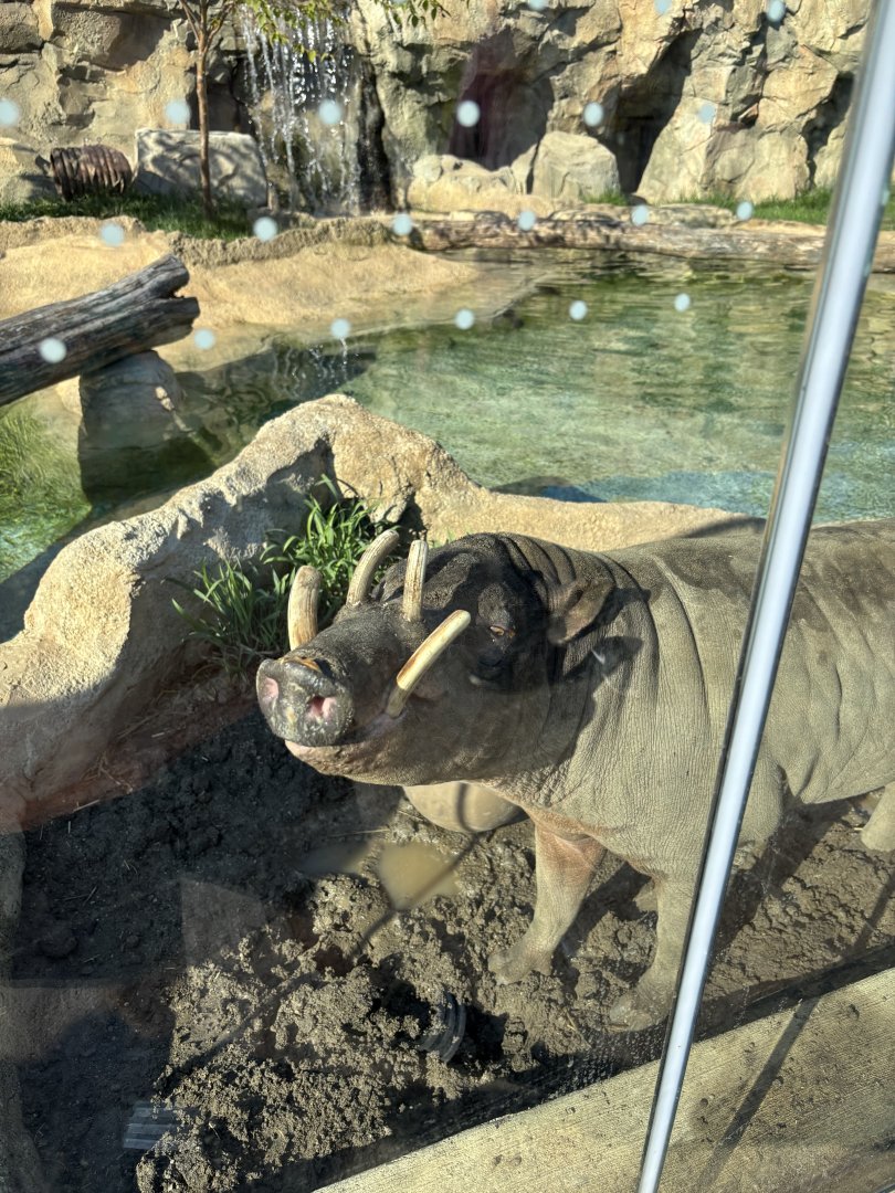 Moe the North Sulawesi Babirusa