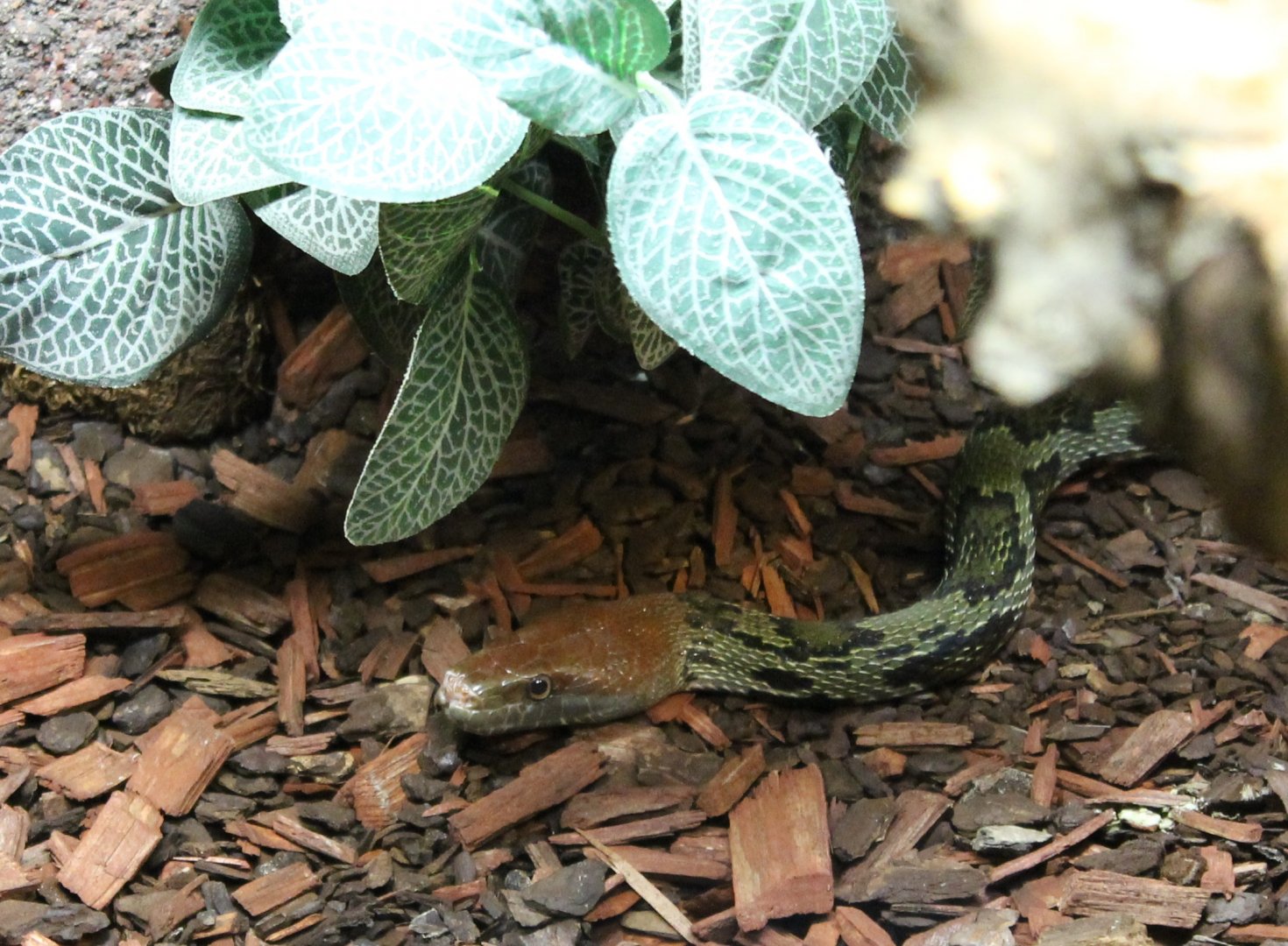 Moelendorf's ratsnake