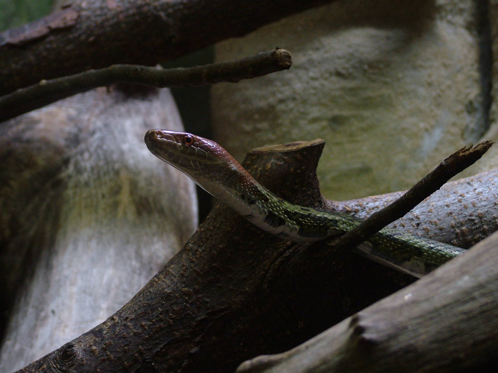 Moellendorfs Ratsnake at Jihlava, 31/05/10