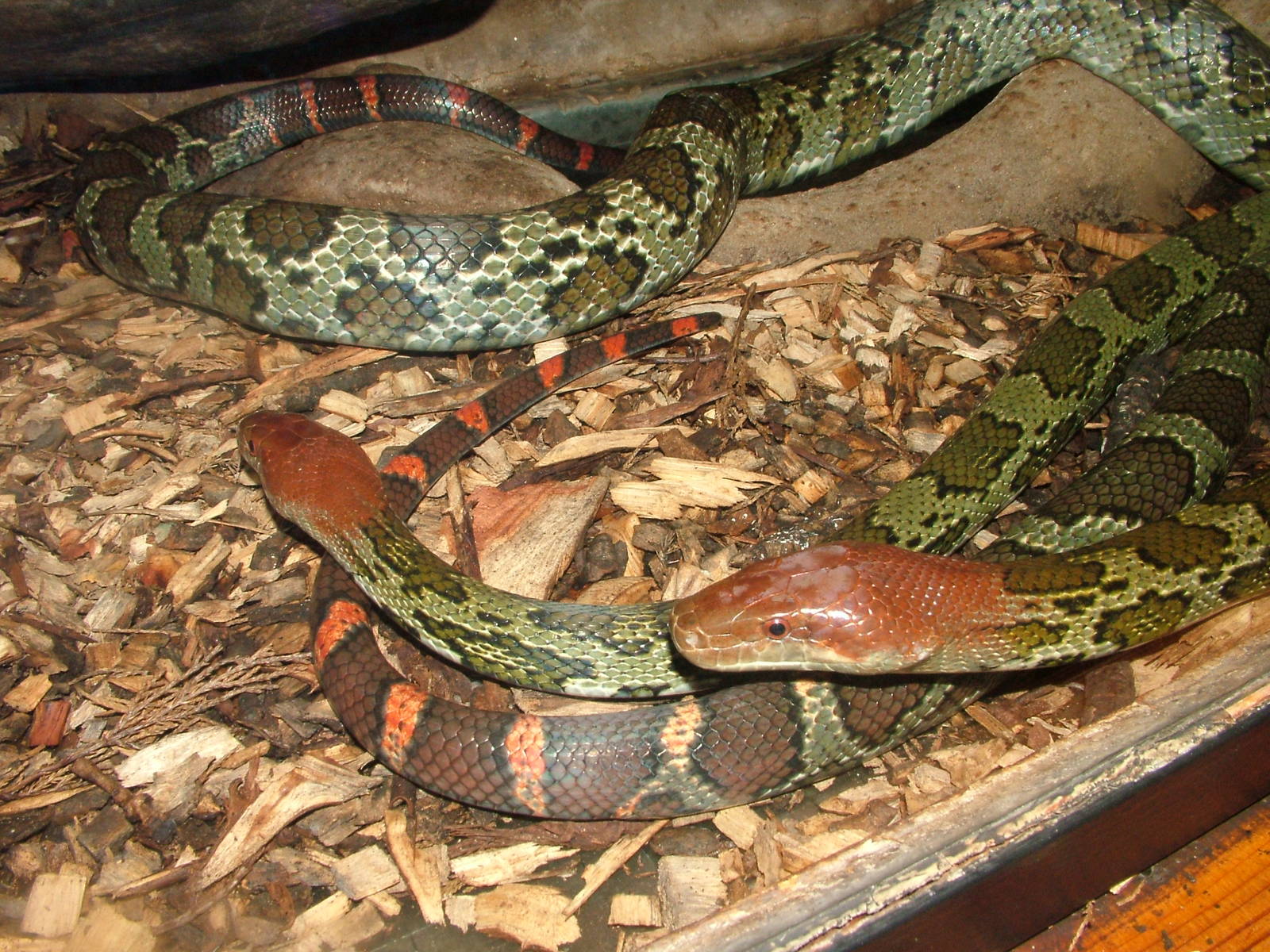 Moellendorfs Ratsnake at Jihlava, 31/05/10