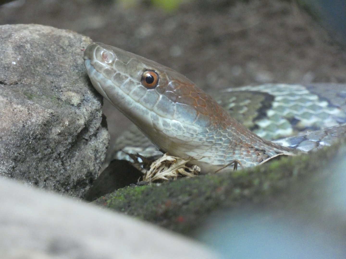 Moellendorff Rat Snake
