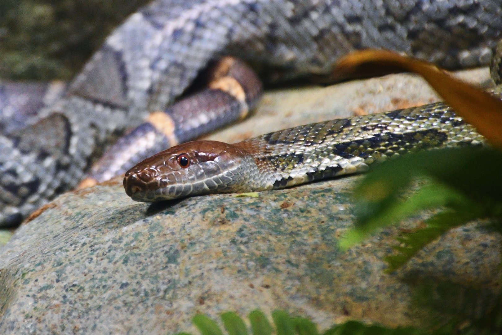 Moellendorff's Rat Snake (Elaphe moellendorffi)