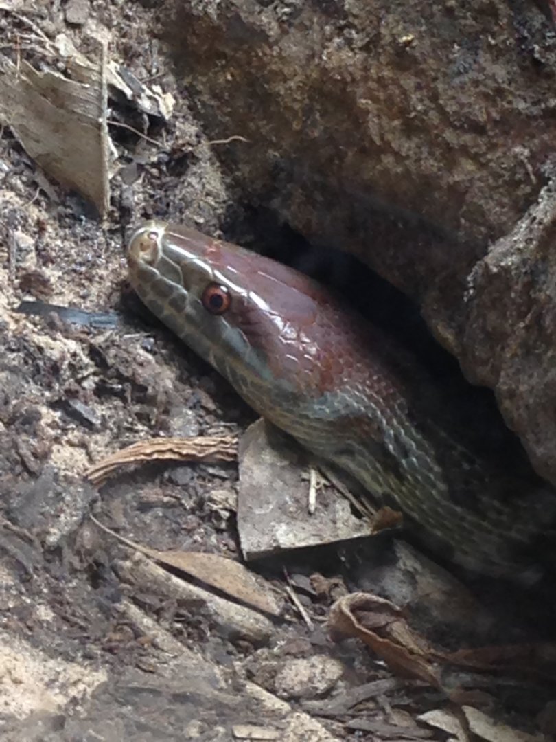 Moellendorff's rat snake