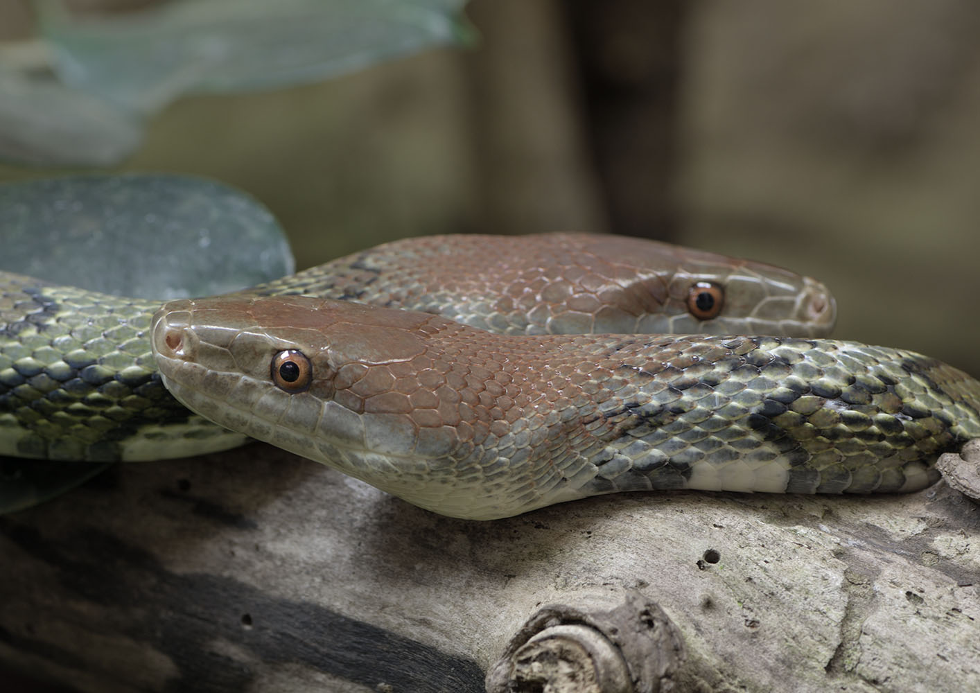 Moellendorff's rat snakes