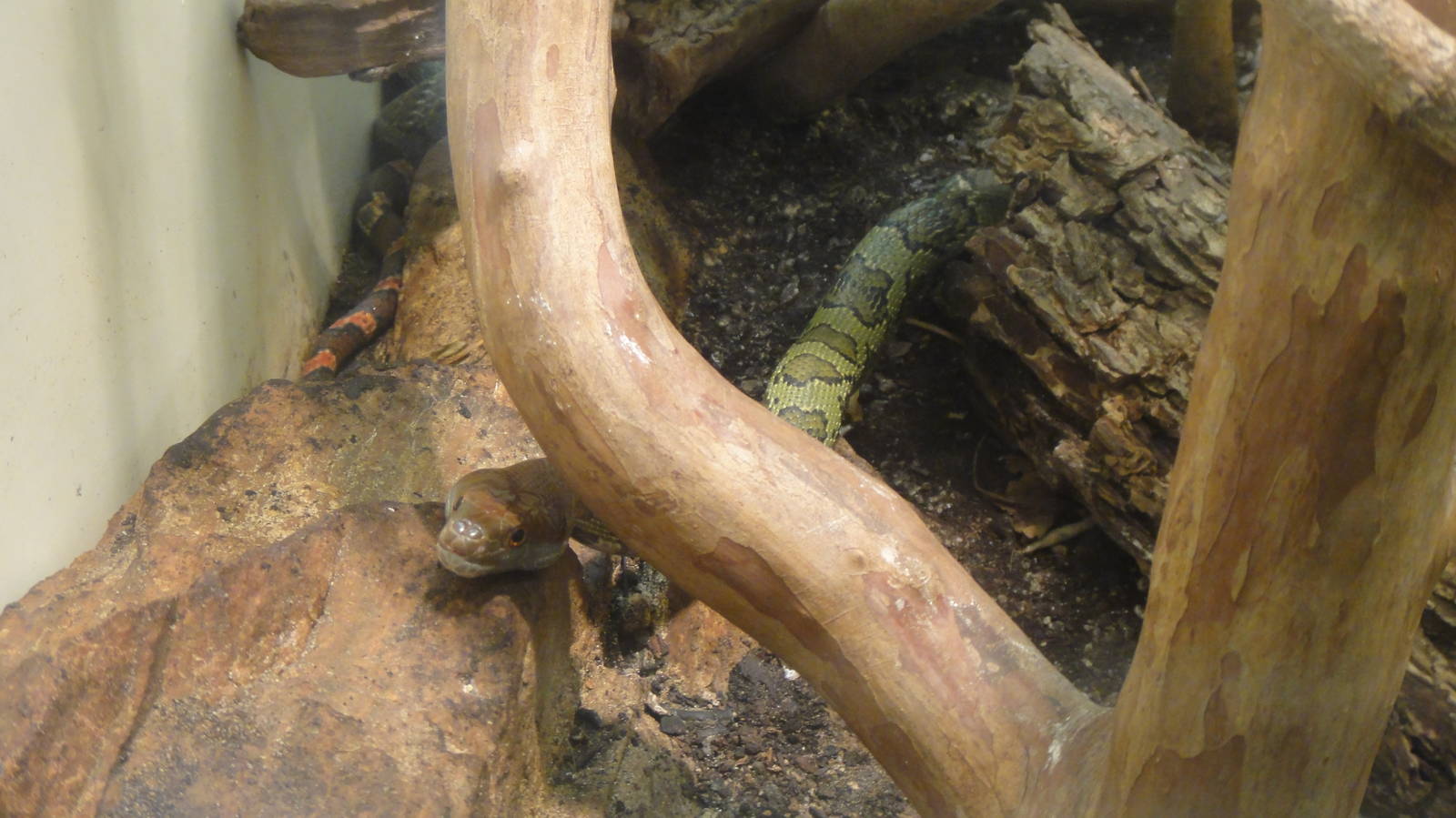 Moellendorff's Ratsnake at Dallas zoo 2015-03-12