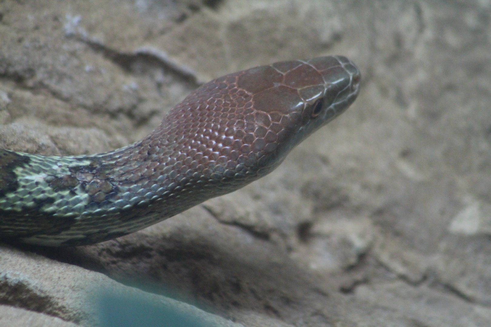Moellendorff's Ratsnake Chester Zoo 9th August 2017