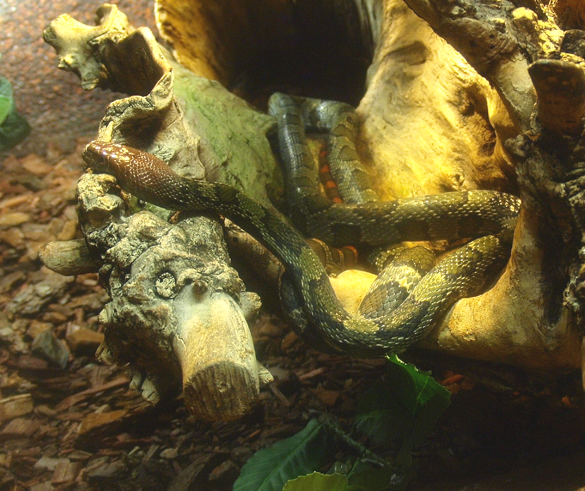 Moellendorff's ratsnake (Elaphe moellendorffi), 2017-02-06