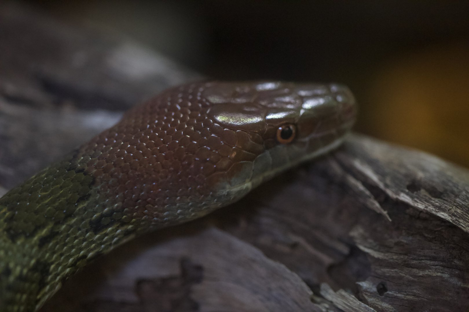Moellendorff's Ratsnake/ Elaphe moellendorffi