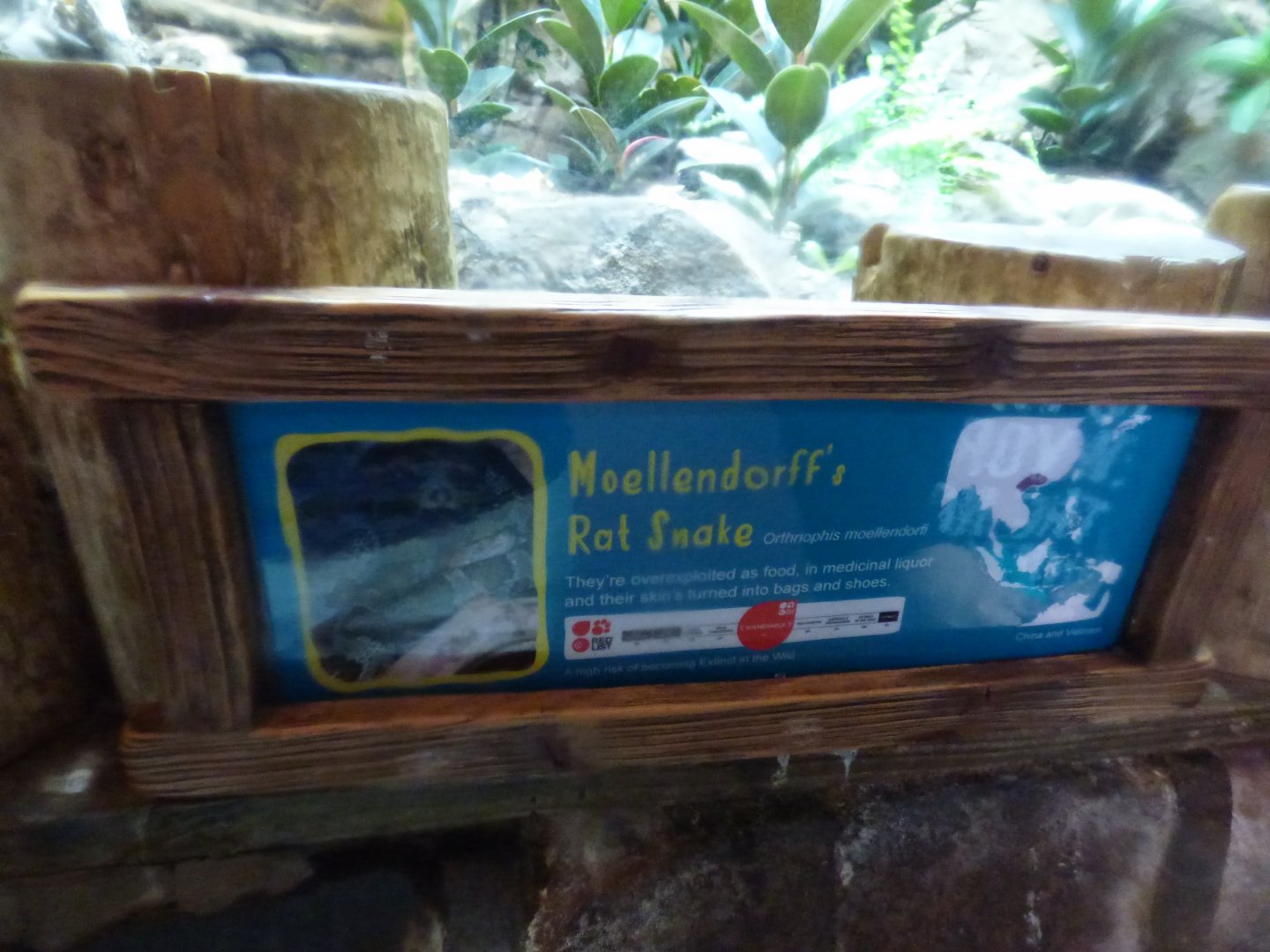 Moellendorff's Ratsnake Signage