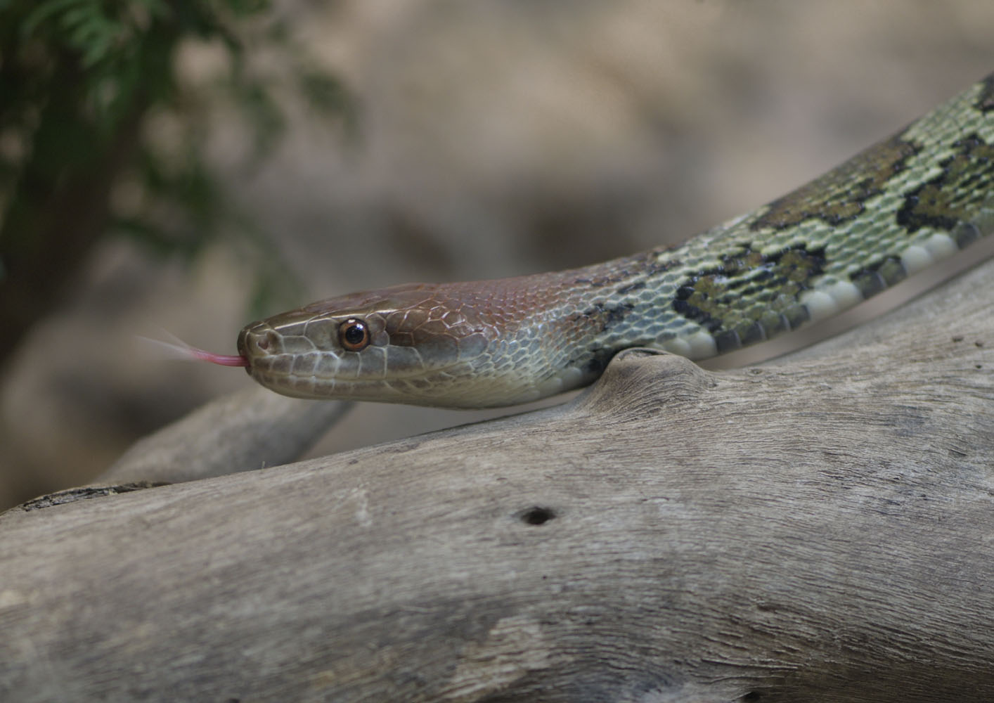 Moellendorff's ratsnake