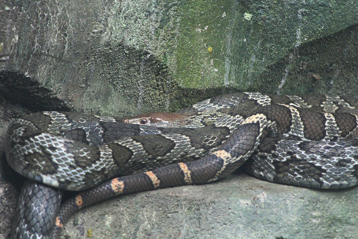 Moellendorf's rat snake (Elaphe moellendorffi)