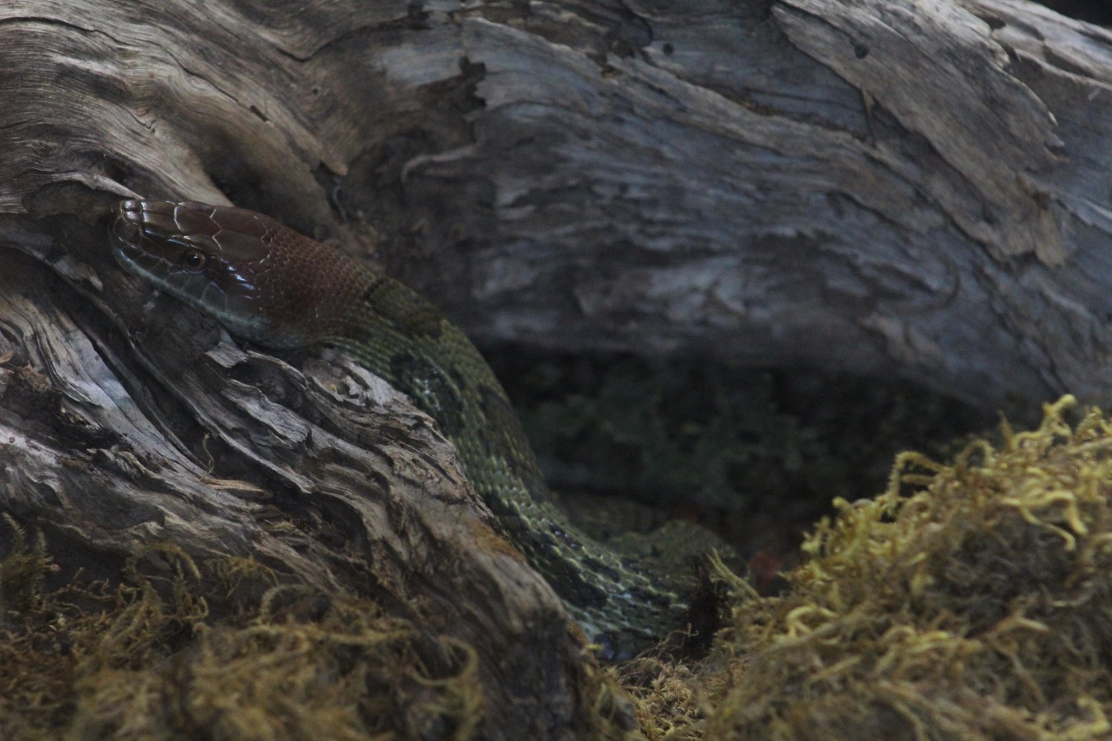 Moellendorf's Ratsnake