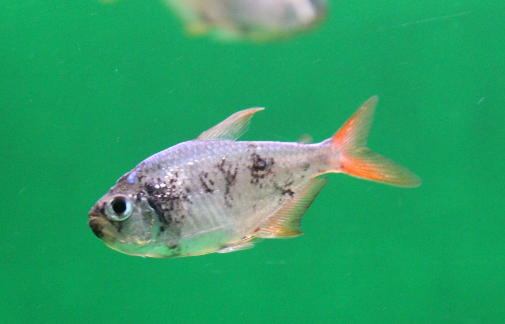 Moenkhausia columbiana