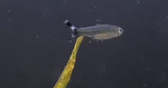 Moenkhausia dichroura