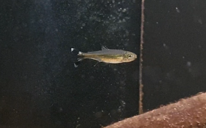 Moenkhausia dichroura