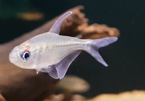 Moenkhausia pittieri