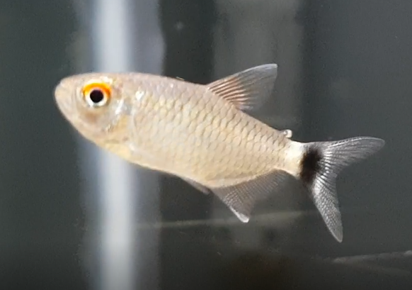 Moenkhausia sanctaefilomenae