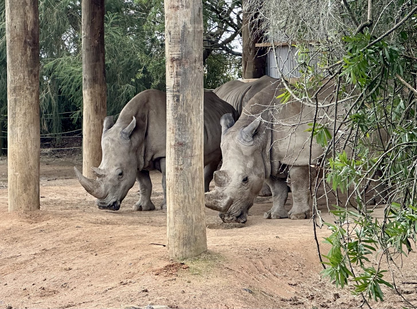 Moesha and Imani (Southern White Rhinoceros)