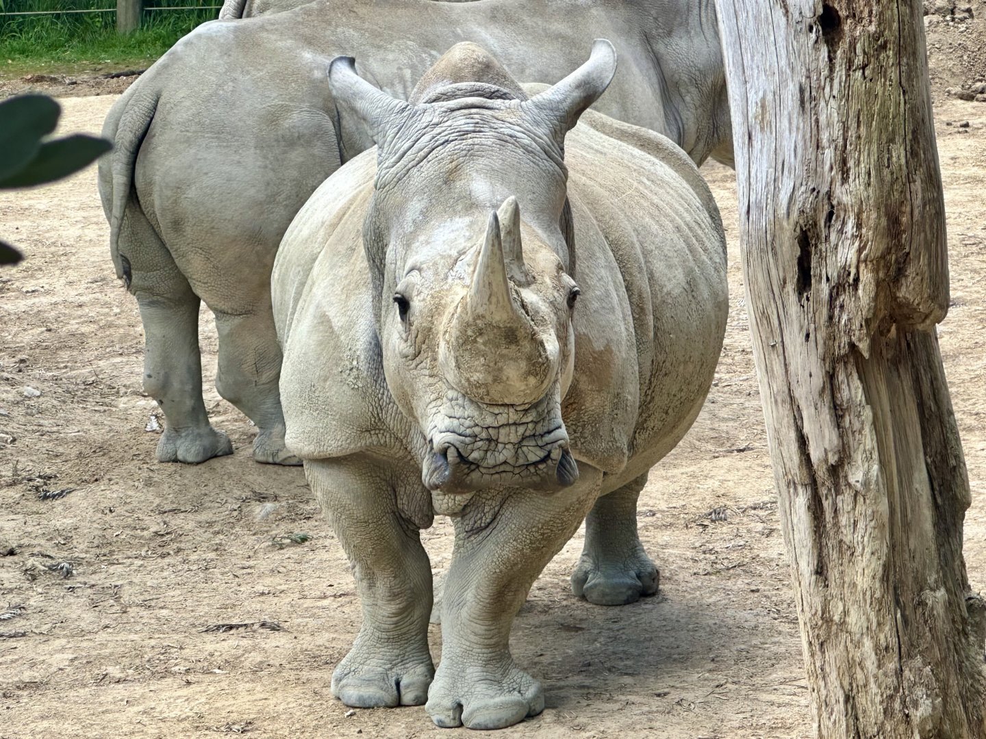 Moesha (Southern White Rhinoceros)