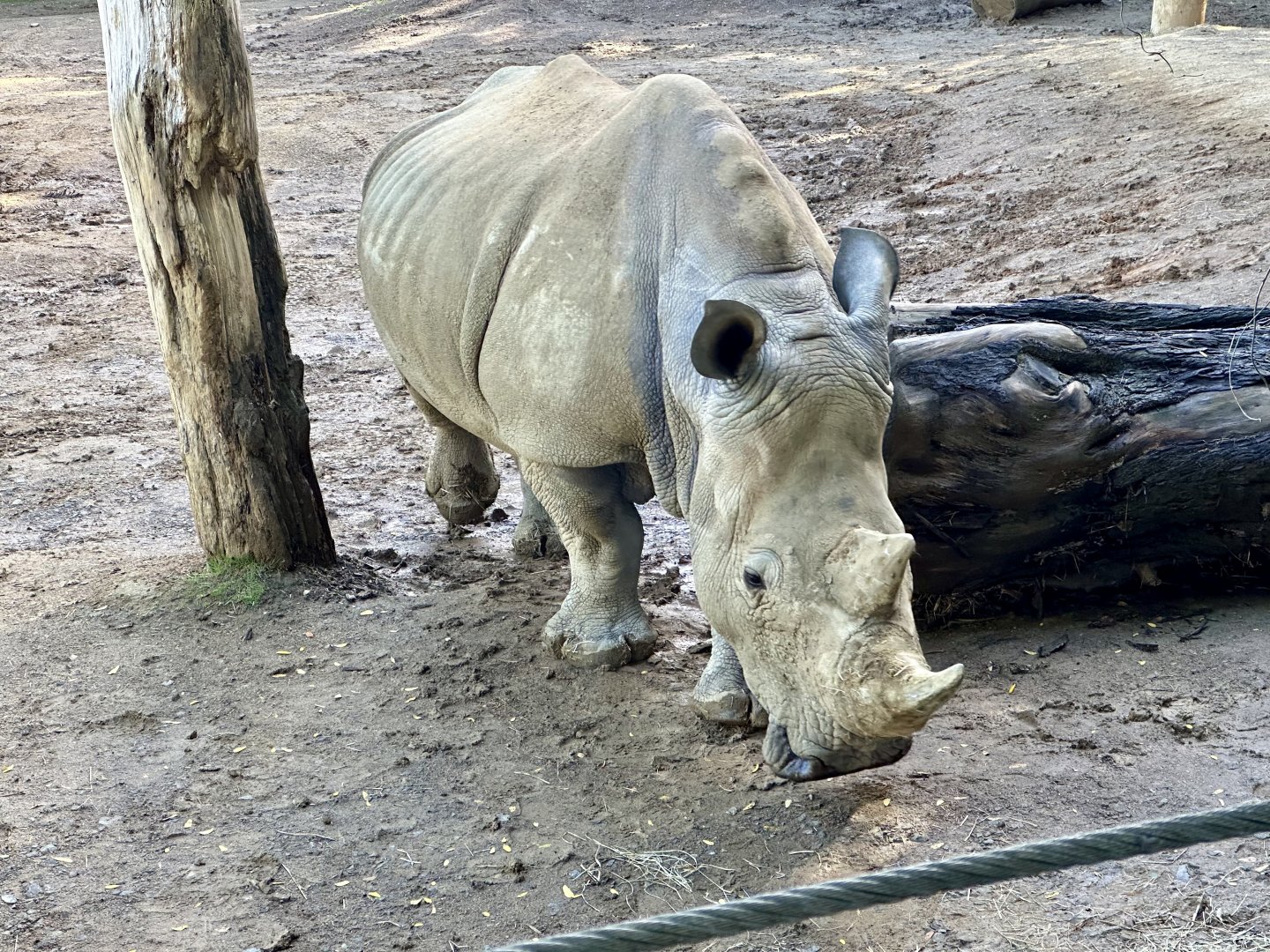 Moesha (Southern white rhinoceros)