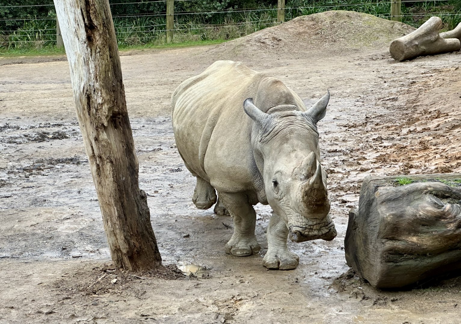 Moesha (Southern White Rhinoceros)