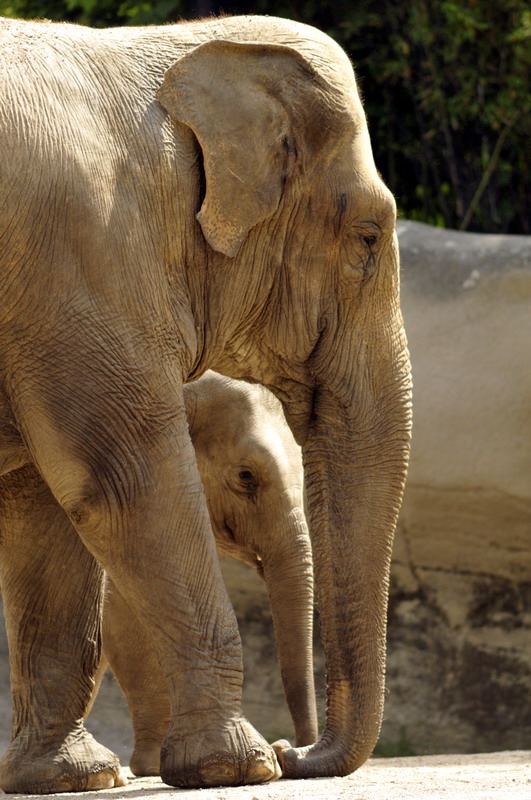 Mogli and Shila at Hagenbeck
