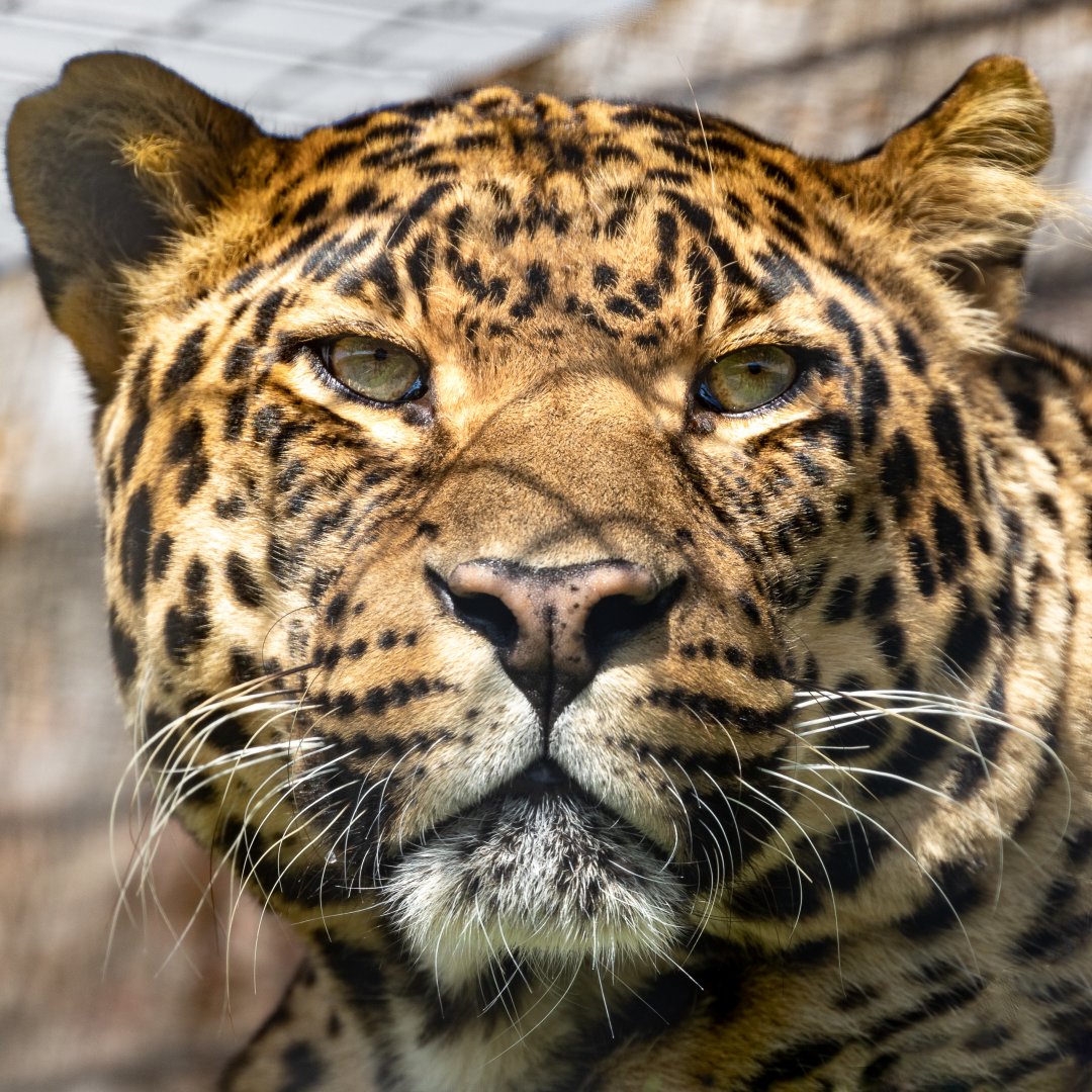 Mogli - Indian Leopard / Wolds Wildlife Park / 11-8-21