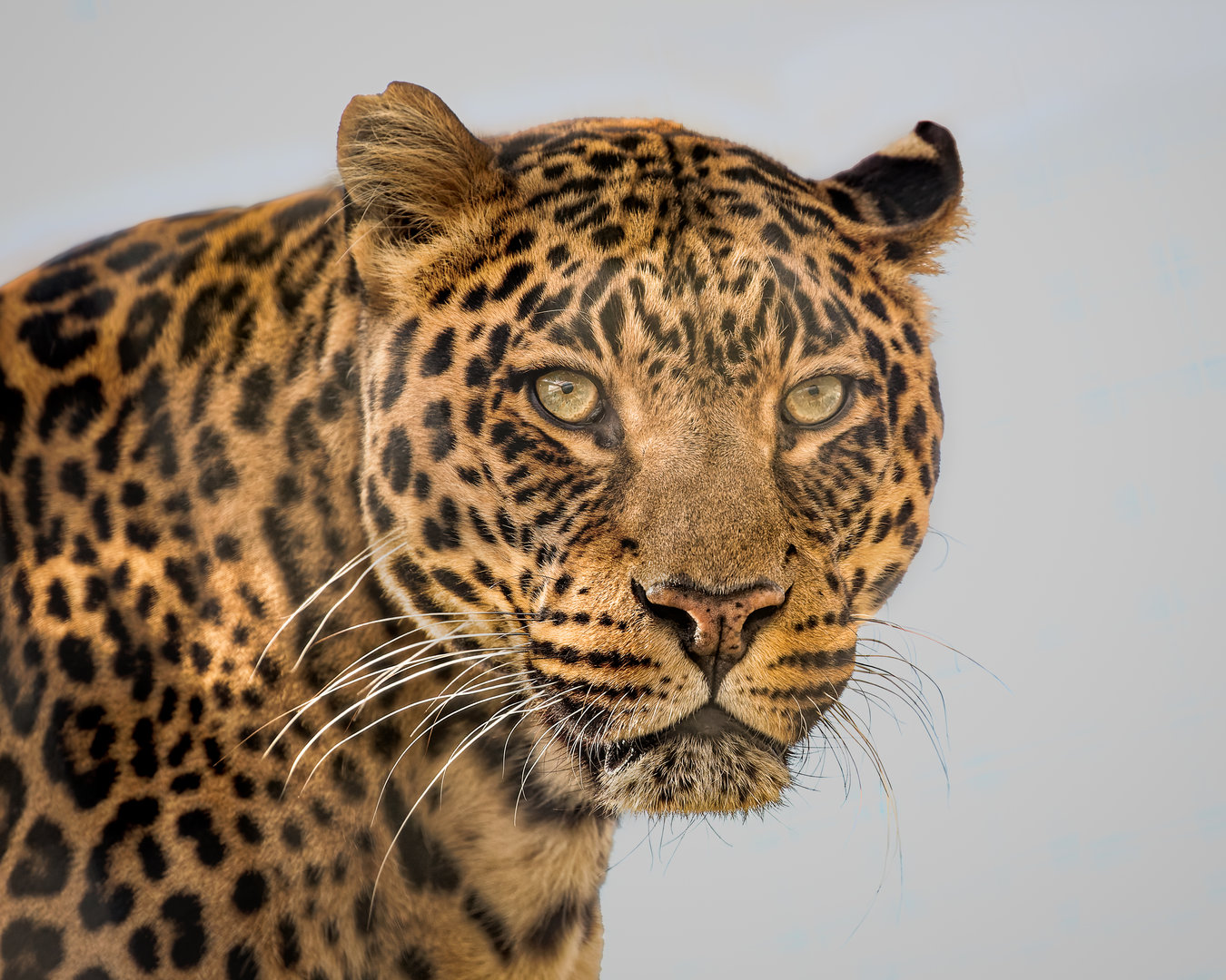 Mogli - Indian Leopard / Wolds Wildlife Park / 6-10-22