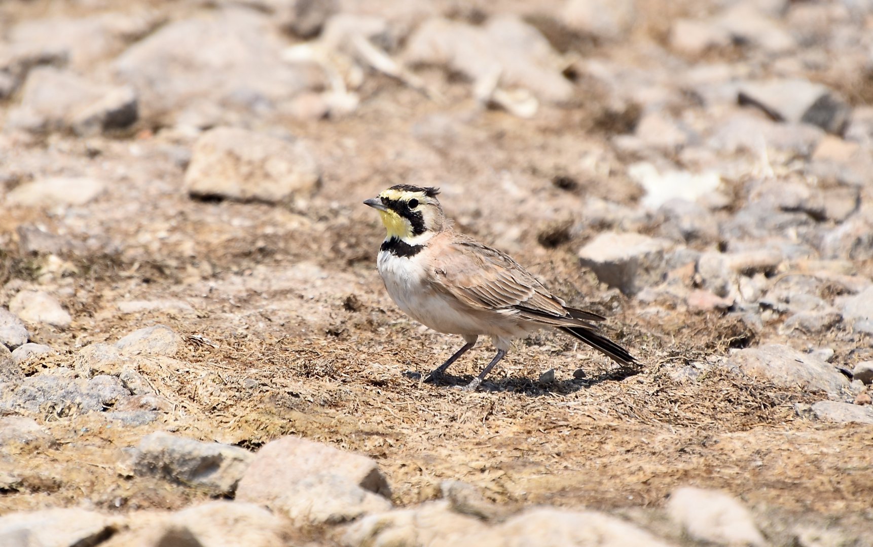 Mohave Horned Lark (Eremophila alpestris ammophila)