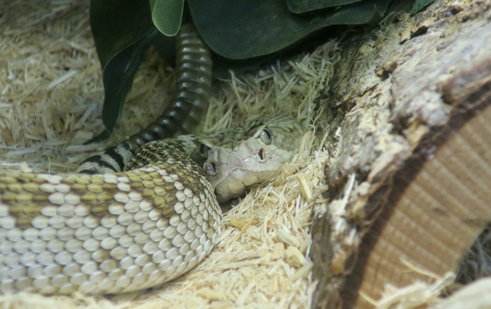 Mohave Rattlesnake (Crotalus scutulatus scutulatus)