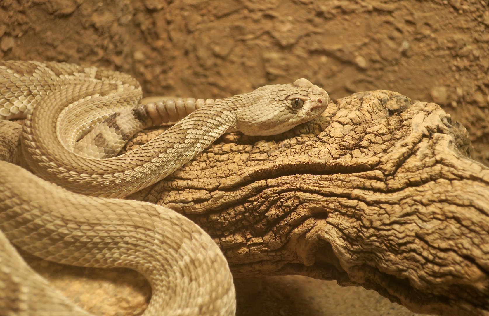 Mohave Rattlesnake (Crotalus scutulatus scutulatus)