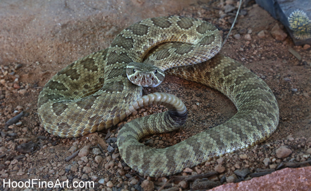 mohave rattlesnake