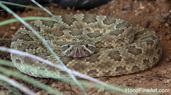 mohave rattlesnake