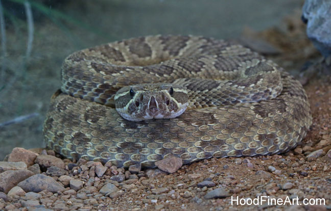 mohave rattlesnake