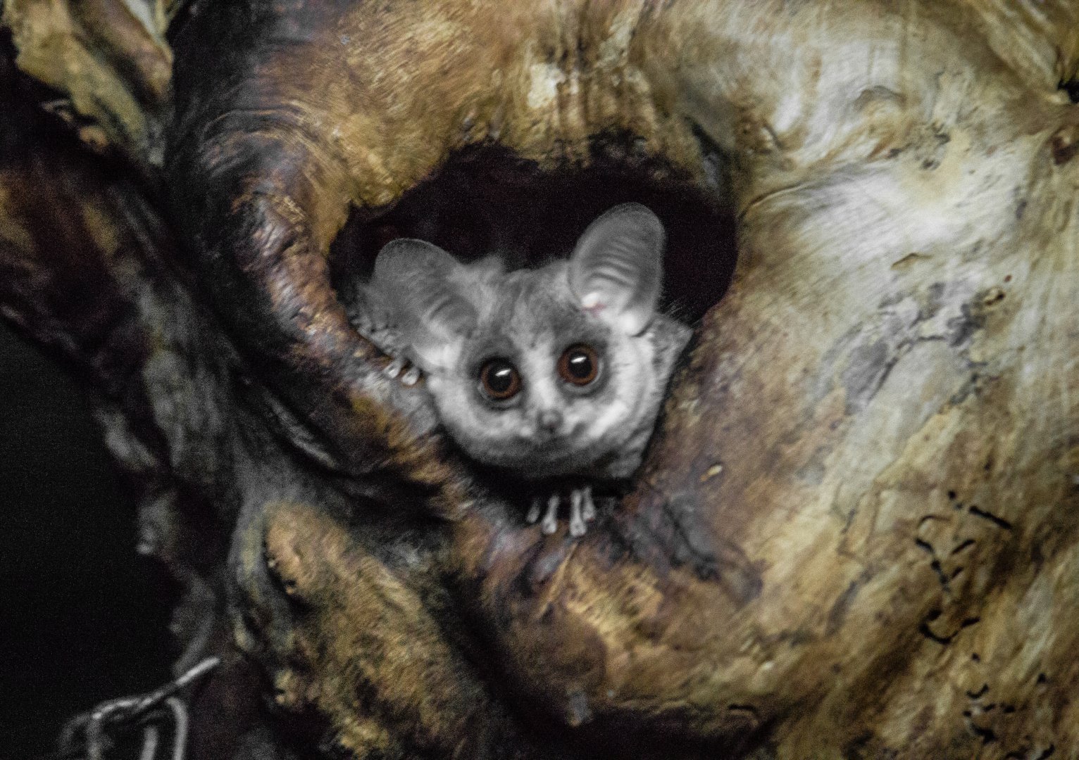 Mohol bushbaby, Galago moholi