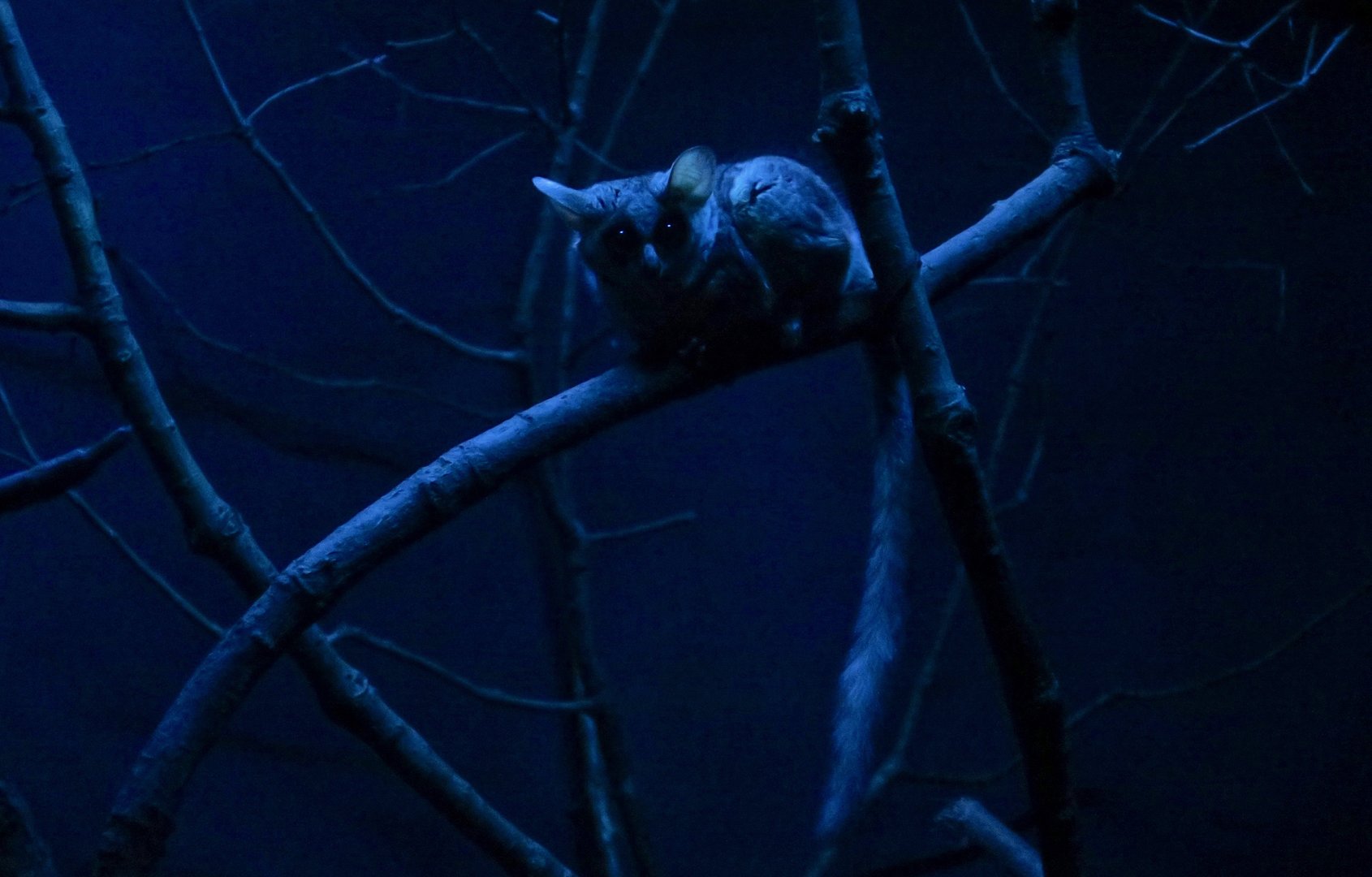 Mohol Bushbaby (Galago moholi)